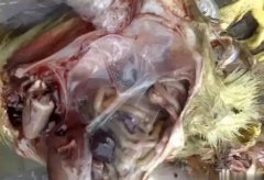 黃病毒在南方各個(gè)地區(qū)多發(fā)，這里帶你了解黃病